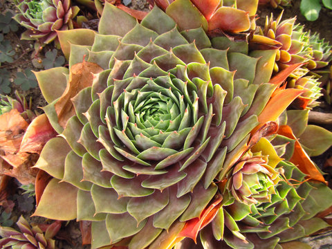 Close photo of round rosette of Rolling hen-and-chicks