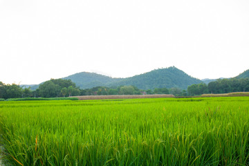 Rice field green grass blue sky cloud cloudy and Mountain landsc