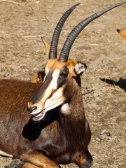 Fototapeta premium Rare Sable antelope