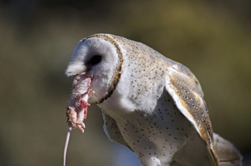 Australian owl