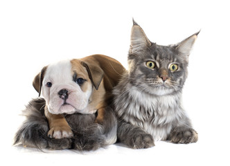 puppy english bulldog and cat