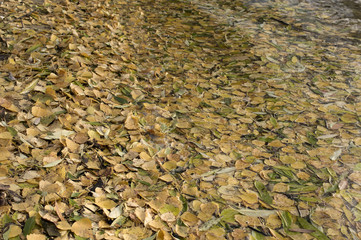 Obraz na płótnie Canvas Autumn Leaves Background