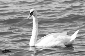 White swan