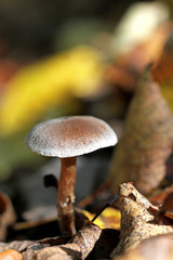 Pilz im Wald mit bunten Herbstblättern
