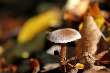 Pilz im Wald mit bunten Herbstblättern