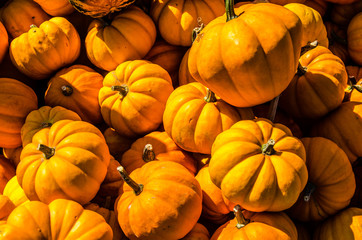 Verschiedene Kürbisse auf Herbst Markt