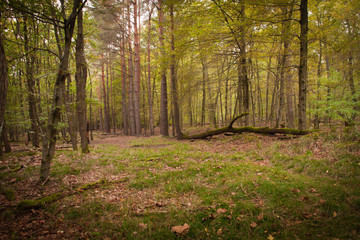 Obraz premium Waldstück