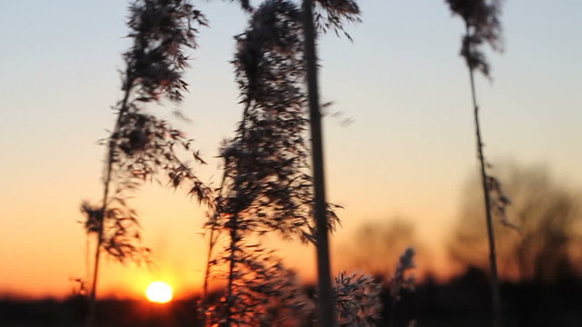 Reed shaking gently in the wind during winter.