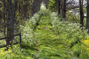 Obraz premium Grass path