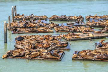 Seelöwen in der San Francisco Bay