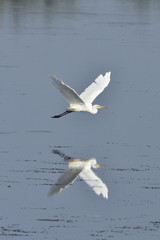 Silberreiher im Flug
