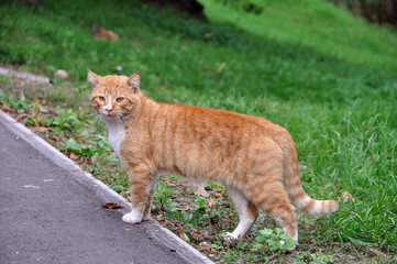 cat walking on the paved road