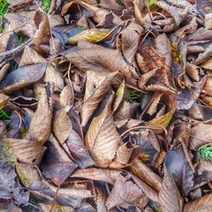 Laub, Herbstlaub