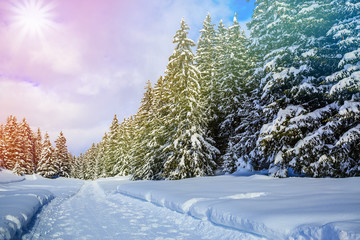 Winter landscape, snow-covered trees in swiss Alps