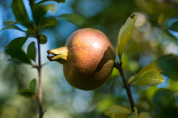 Pomegranate on tree