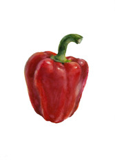 Watercolor painting. Red pepper. 