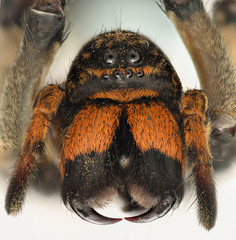 Extreme magnification - Wolf Spider front view