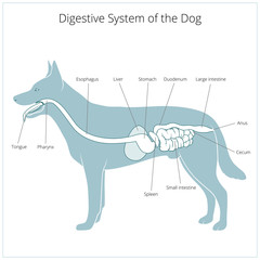 Digestive system of the dog vector illustration