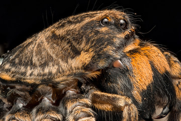 Extreme magnification - Wolf Spider side view
