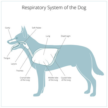 Respiratory system of the dog vector illustration