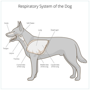 Respiratory system of the dog vector illustration