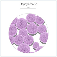 Obraz na płótnie Canvas Staphylococcus bacterium vector illustration