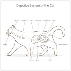 Digestive system of the cat vector illustration