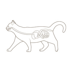 Digestive system of the cat vector illustration