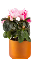 blossoming azalea close up on a white background