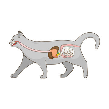 Digestive system of the cat vector illustration