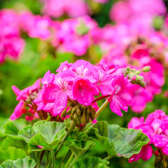 beautiful blooming red geranium flower with green leaves in   na