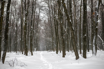 Xmas mysterious winter forest with snowstorm and footpath