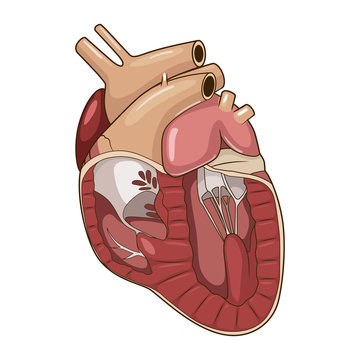 Heart of a dog vector illustration