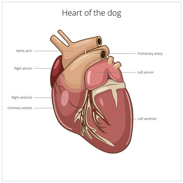 Heart of a dog vector illustration