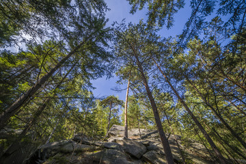 Fototapeta premium Summer landscape pine forest in the Carpathians