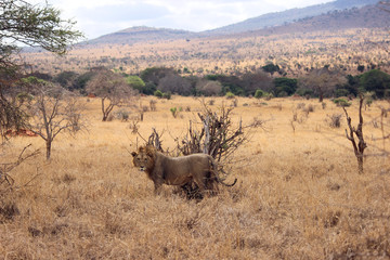 Löwe in Kenia