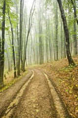 foggy forest with dirt road