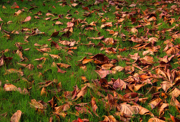 Fallen leaves