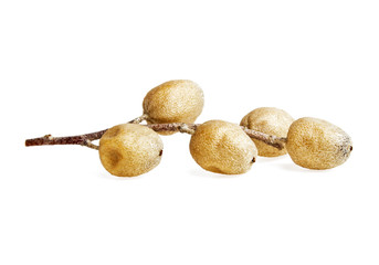 Twig with fruits of Elaeagnus angustifolia, Tree of Paradise, Ru