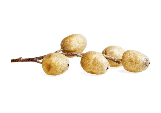 Twig with fruits of Elaeagnus angustifolia, Tree of Paradise, Ru