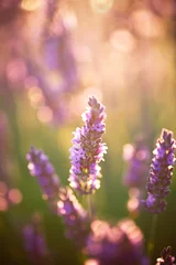 Keuken foto achterwand Lavendel lavendel bloemen, Provence, Frankrijk