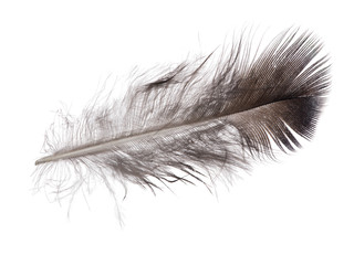 single straight feather dark grey color
