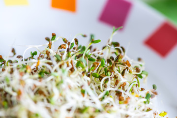 Fototapeta na wymiar Fresh sprouts seeds isolated on plate ready to eat