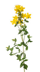 bright isolated on white yellow hypericum flower