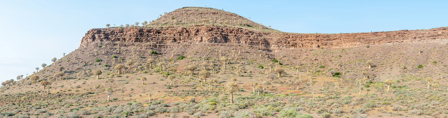 Panorama of the Quiver Tree Forest at Gannabos near Nieuwoudtvil