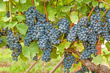 Fototapeta premium ripe grapes in vineyard