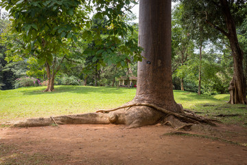 The tree Agathis Robusta (Paws of Elephant)