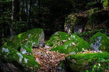 Beautiful turf covered stones with green moss in magic forest