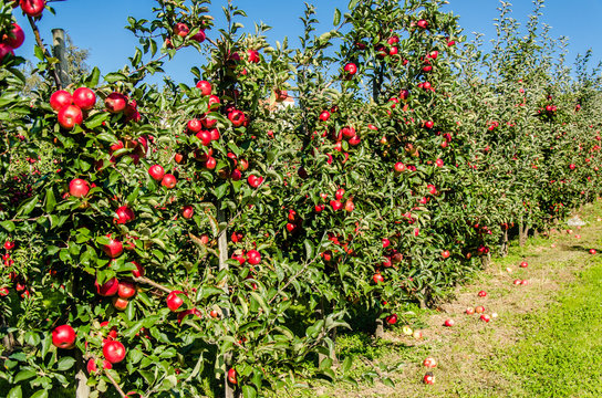 Reife Äpfel im Herbst am Baum