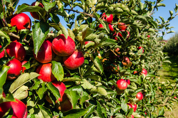 Reife Äpfel im Herbst am Baum